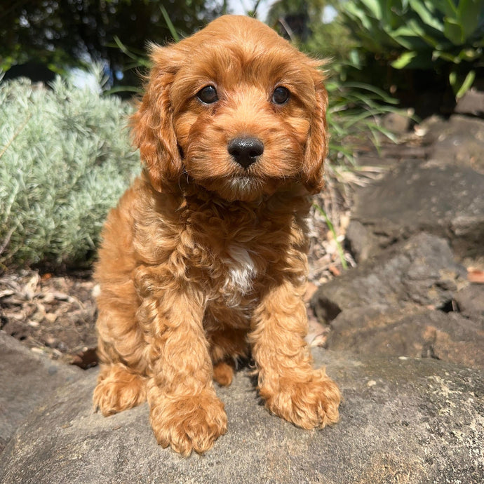 SAWYER - Male Toy Cavoodle - Ready Now