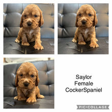 Load image into Gallery viewer, SAYLOR - Female Cocker Spaniel - Ready 4th Dec