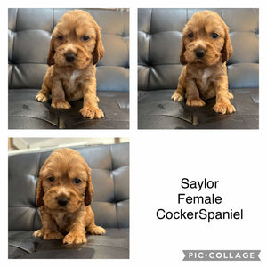 SAYLOR - Female Cocker Spaniel - Ready 4th Dec