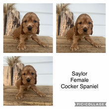 Load image into Gallery viewer, SAYLOR - Female Cocker Spaniel - Ready 4th Dec