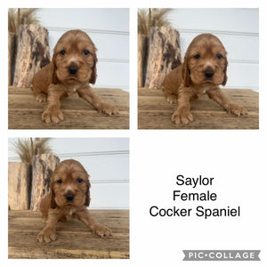 SAYLOR - Female Cocker Spaniel - Ready 4th Dec