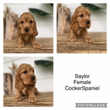 Load image into Gallery viewer, SAYLOR - Female Cocker Spaniel - Ready 4th Dec