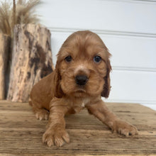 Load image into Gallery viewer, SAYLOR - Female Cocker Spaniel - Ready 4th Dec