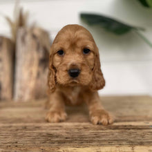 Load image into Gallery viewer, SAYLOR - Female Cocker Spaniel - Ready 4th Dec