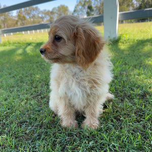 .🌼SCHMIDT - Male Toy Cavoodle - Ready Now