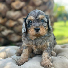 Load image into Gallery viewer, SCOTTY - Male Toy Cavoodle - Ready 30th March