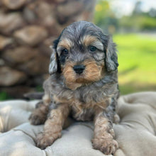 Load image into Gallery viewer, SCOTTY - Male Toy Cavoodle - Ready 30th March