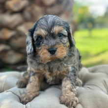 Load image into Gallery viewer, SCOTTY - Male Toy Cavoodle - Ready 30th March