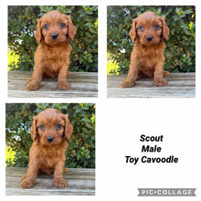 Load image into Gallery viewer, SCOUT - Male Toy Cavoodle - Ready Now