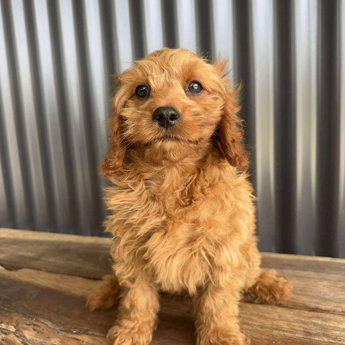 .✨SCOUT - Male Toy Cavoodle - Ready Now
