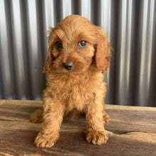 Load image into Gallery viewer, SCOUT - Male Toy Cavoodle - Ready Now