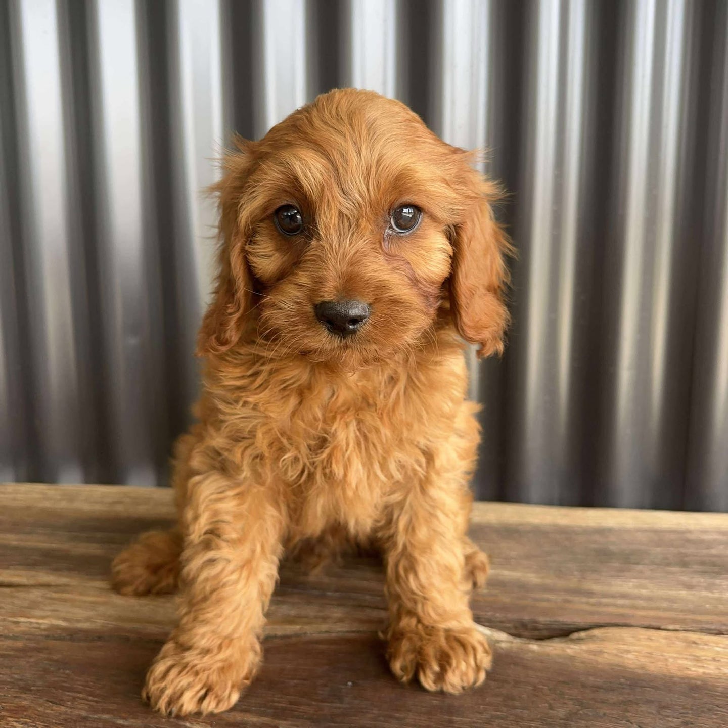 SCOUT - Male Toy Cavoodle - Ready Now