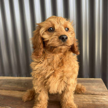 Load image into Gallery viewer, .✨SCOUT - Male Toy Cavoodle - Ready Now