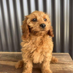 .✨SCOUT - Male Toy Cavoodle - Ready Now