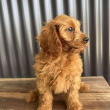 Load image into Gallery viewer, .✨SCOUT - Male Toy Cavoodle - Ready Now