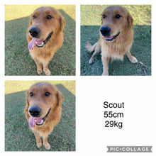 Load image into Gallery viewer, PRESTON - Male Golden Retriever - Ready 10th Sept