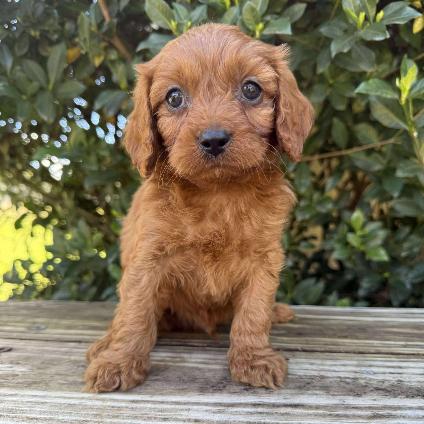 SCOUT - Male Toy Cavoodle - Ready Now
