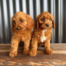 Load image into Gallery viewer, SCOUT - Male Toy Cavoodle - Ready Now