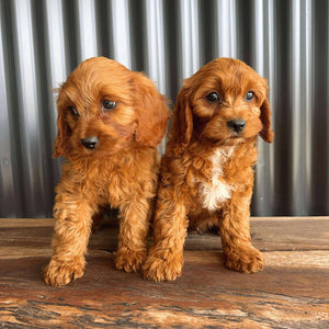 SCOUT - Male Toy Cavoodle - Ready Now