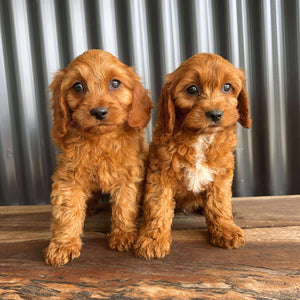 SCOUT - Male Toy Cavoodle - Ready Now