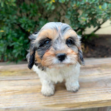 Load image into Gallery viewer, SCOUTY - Male Toy Cavoodle - Ready Now
