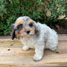 Load image into Gallery viewer, SCOUTY - Male Toy Cavoodle - Ready Now