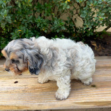 Load image into Gallery viewer, SCOUTY - Male Toy Cavoodle - Ready Now