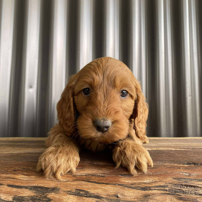 SEB - Male Mini Spoodle - Ready 22nd Aug