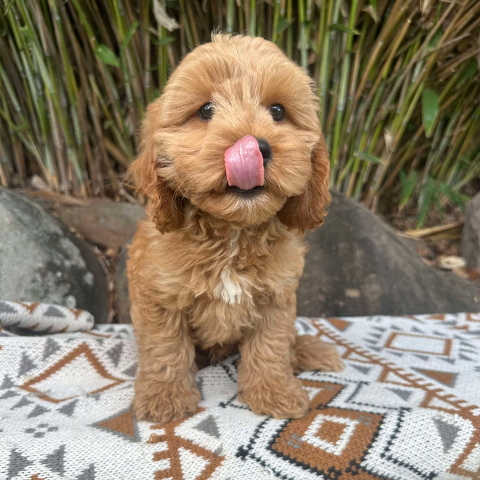 SERGIO - Male Toy Cavoodle - Ready Now