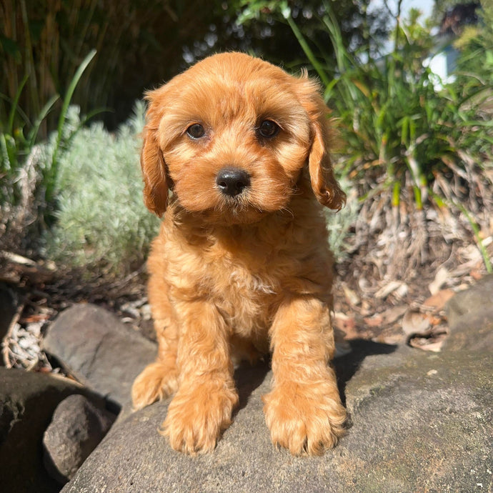SHANE - Male Toy Cavoodle - Ready Now
