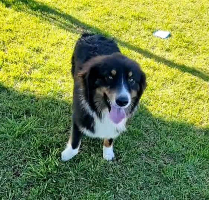 .✨SHELBY - Australian Shepherd Adult Rehomer - Ready Now