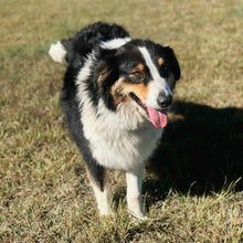 Load image into Gallery viewer, .✨SHELBY - Australian Shepherd Adult Rehomer - Ready Now