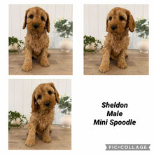 Load image into Gallery viewer, SHELDON - Male Mini Spoodle - Ready Now