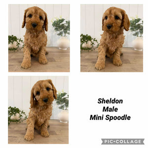 SHELDON - Male Mini Spoodle - Ready Now