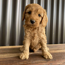 Load image into Gallery viewer, SHELDON - Male Mini Spoodle - Ready Now