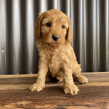Load image into Gallery viewer, SHELDON - Male Mini Spoodle - Ready Now