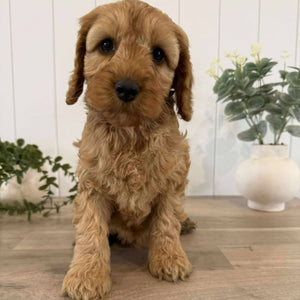 SHELDON - Male Mini Spoodle - Ready Now