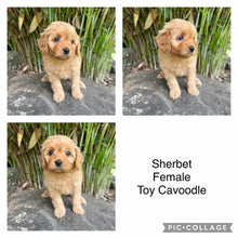 Load image into Gallery viewer, .✨SHERBET - Female Toy Cavoodle - Ready 11 Feb