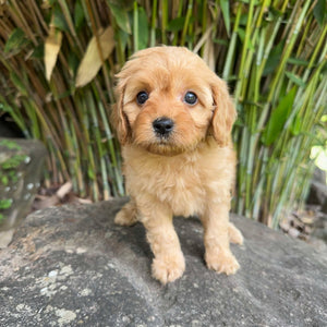 .✨SHERBET - Female Toy Cavoodle - Ready 11 Feb