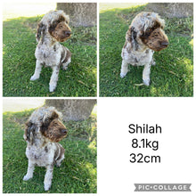 Load image into Gallery viewer, SIMBA - Male Toy Spoodle - Ready 3rd June