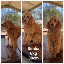 Load image into Gallery viewer, OLIVE - Toy Cavoodle - Ready Now