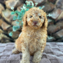 Load image into Gallery viewer, SIMBA - Male Toy Spoodle - Ready  Now