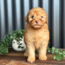 Load image into Gallery viewer, SIMBA - Male Toy Spoodle - Ready 3rd June
