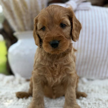Load image into Gallery viewer, SIMBA - Male Mini Spoodle - Ready 23rd Oct
