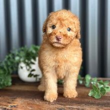 Load image into Gallery viewer, SIMBA - Male Toy Spoodle - Ready 3rd June