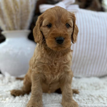 Load image into Gallery viewer, SIMBA - Male Mini Spoodle - Ready 23rd Oct