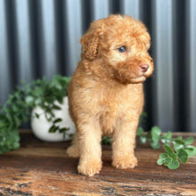 Load image into Gallery viewer, SIMBA - Male Toy Spoodle - Ready 3rd June