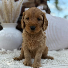 Load image into Gallery viewer, SIMBA - Male Mini Spoodle - Ready 23rd Oct