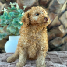 Load image into Gallery viewer, SIMBA - Male Toy Spoodle - Ready  Now