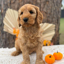 Load image into Gallery viewer, SIMBA - Male Mini Spoodle - Ready 23rd Oct